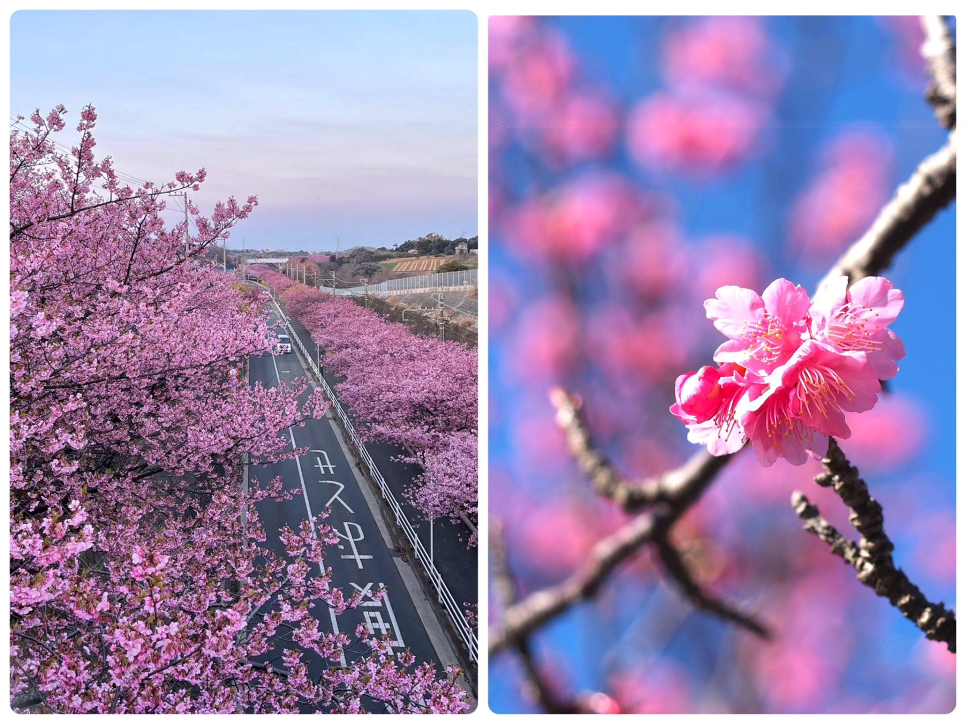 川津桜 線路沿いの河津桜並木は圧巻！ 三浦海岸【花のコラム】 ｜特集 ｜【公式】神奈川県のお出かけ・観光・旅行サイト「観光かながわNOW」